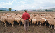 shepherd