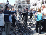 pigeons
