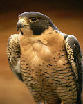 falcon