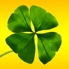 clover