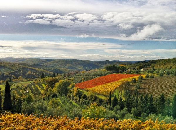 vineyard1