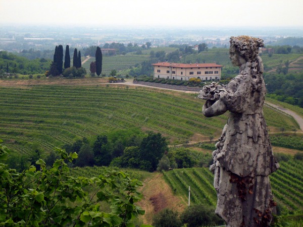 vineyard2
