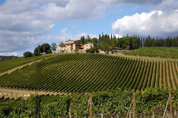 vineyard3