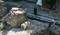 cats