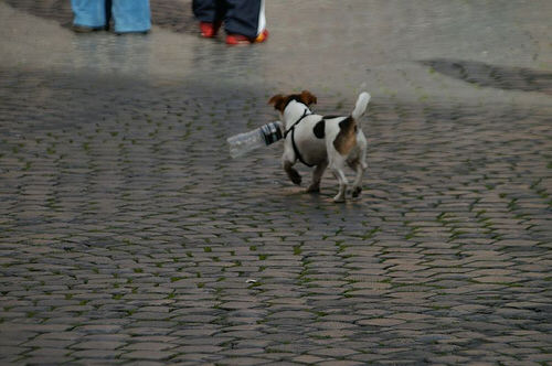 dogwithbottle