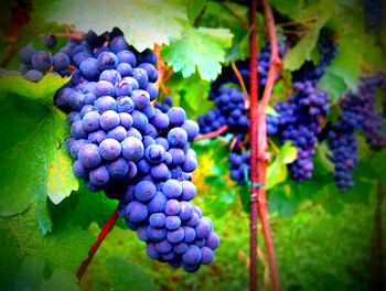 wine2