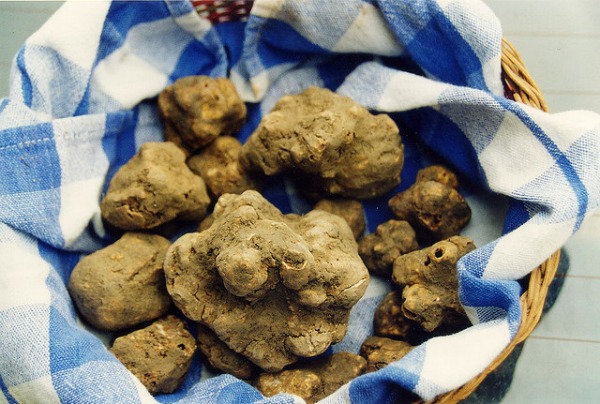 whitetruffle1